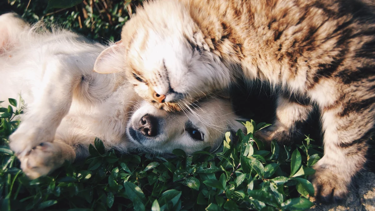 Cat and Dog are friends