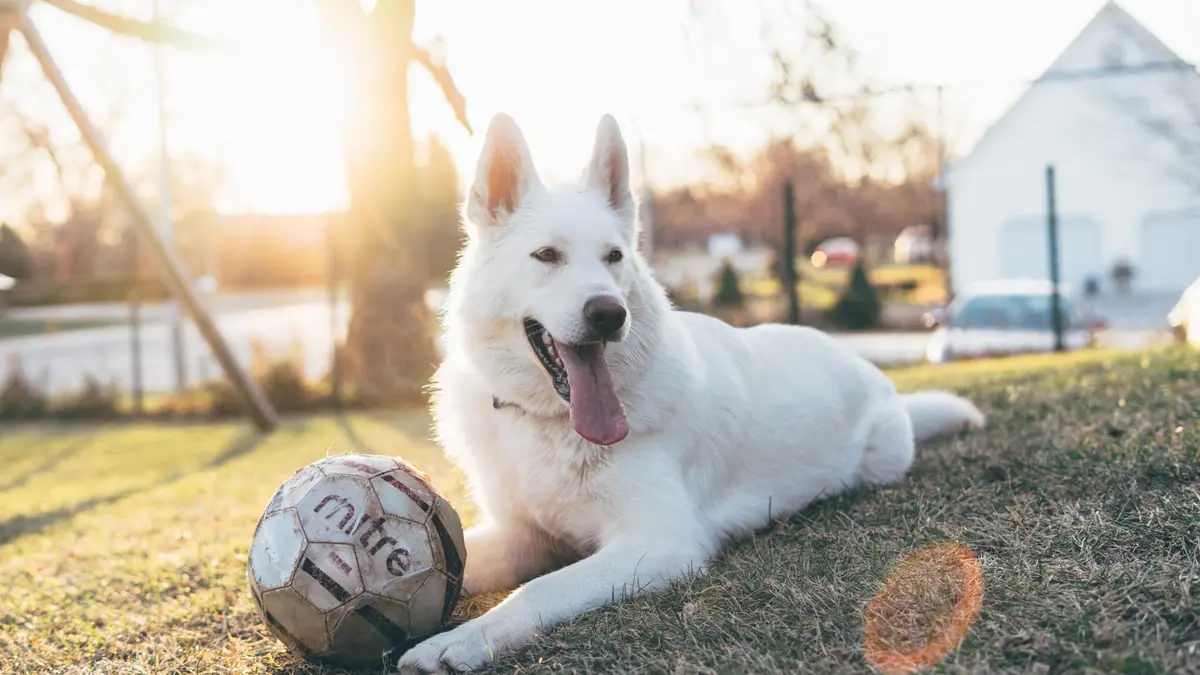 Football Dog