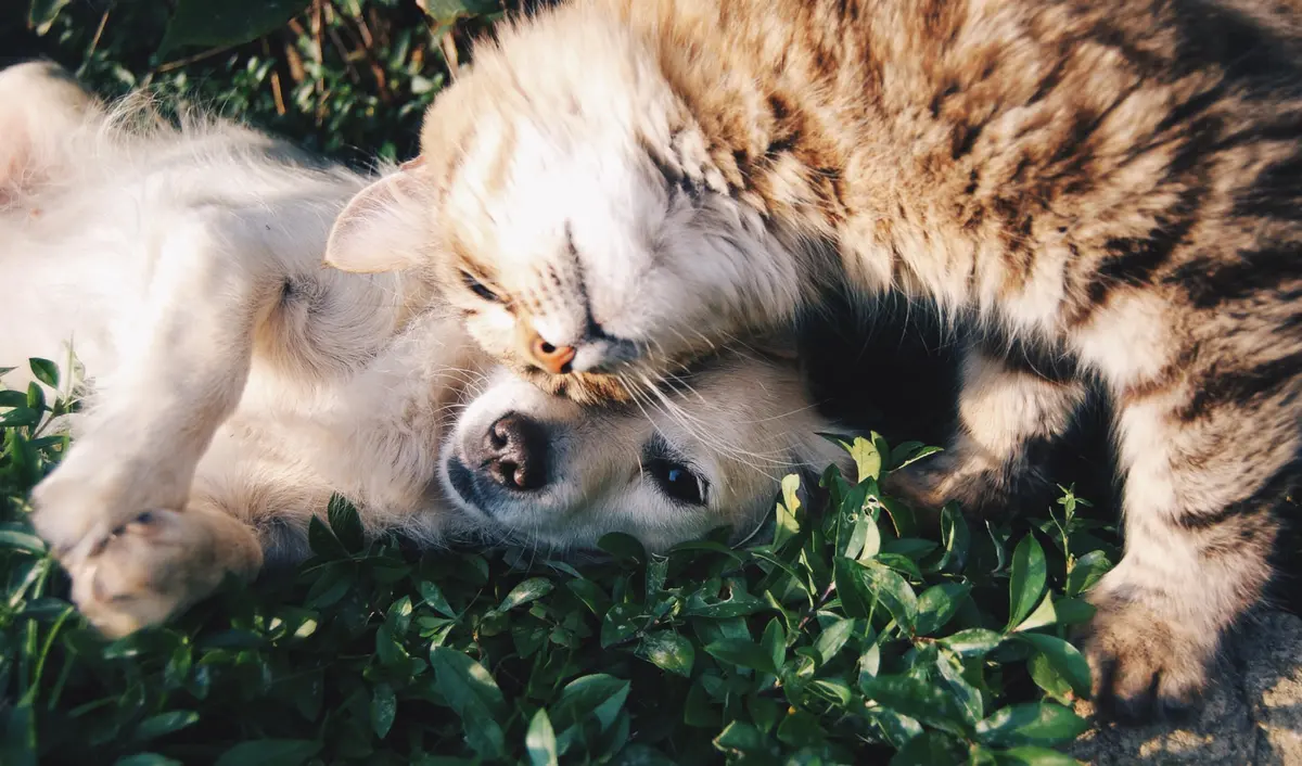 Cat and Dog are friends