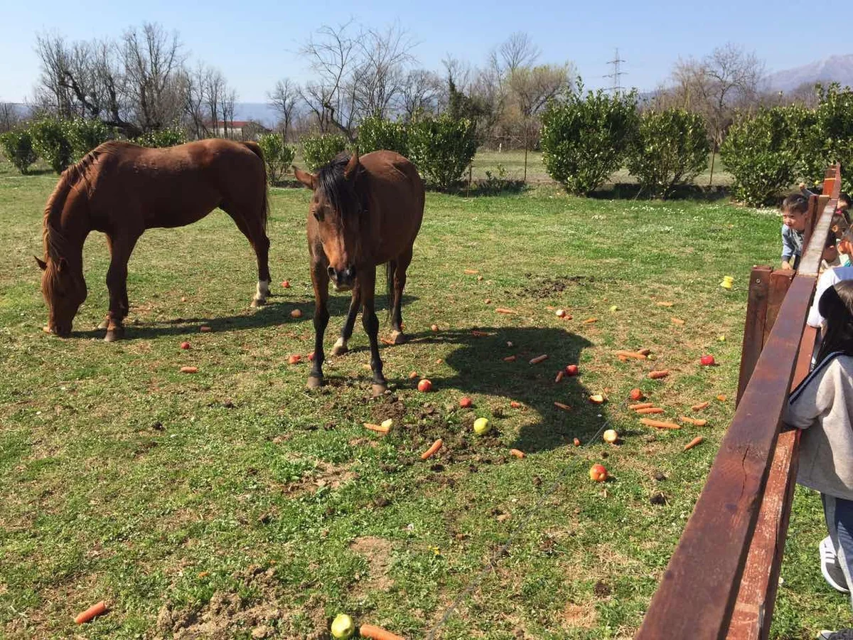 55457275 862432870767721 3841505082680016896 n